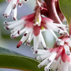 Sarcococca 'Winter Gem'